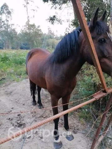 Caballo