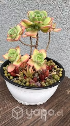 Hermosas suculentas