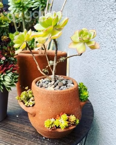 Hermosas suculentas