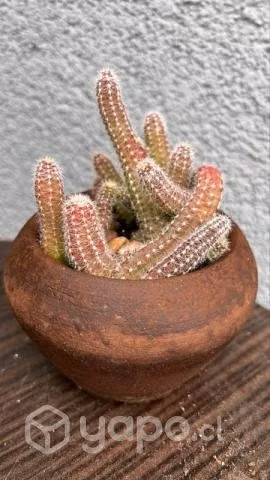Hermosas suculentas