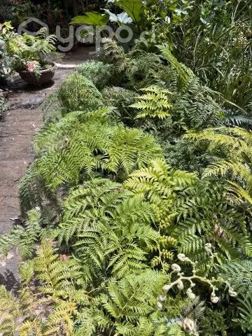 Arboles Nativos