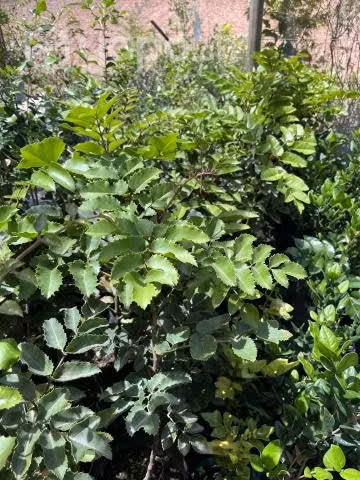 Arboles Nativos