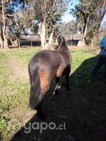 Potro "VAGABUNDO"