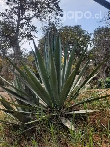 Oferta de plantas