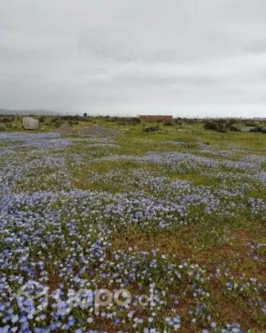 Parcelas de Agrado El Arrayan Interior La Serena