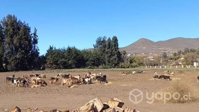 Cabras