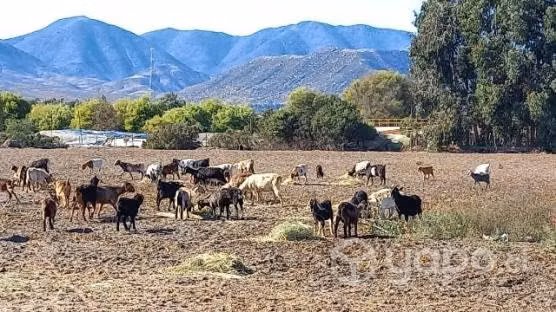Cabras