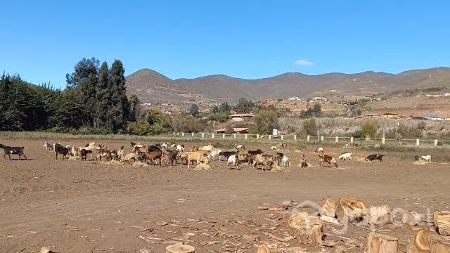 Cabras