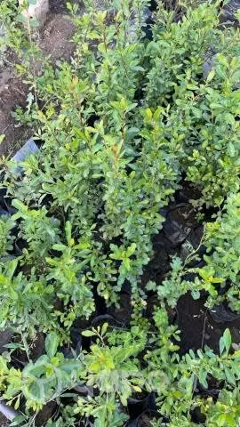 Crateus Cerco