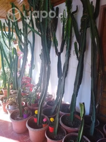 CACTUS (HIJOS)