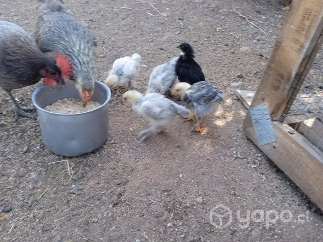 Brahmas adult@ - Imagen 2