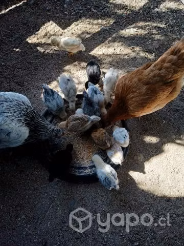 Brahmas adult@