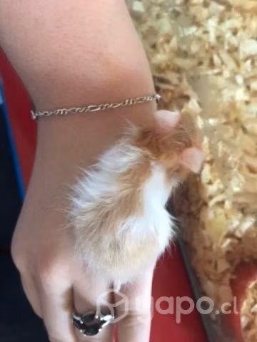 Hamster