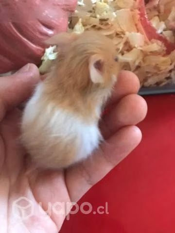 Hamster
