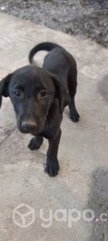 Se regalan perritas