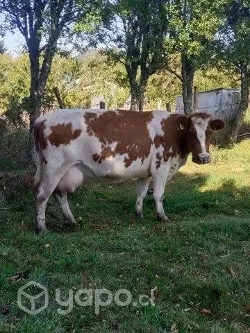 2 preñadas - Imagen 4