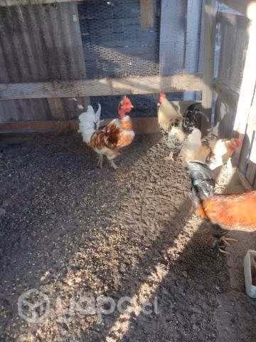 Gallinas de campo