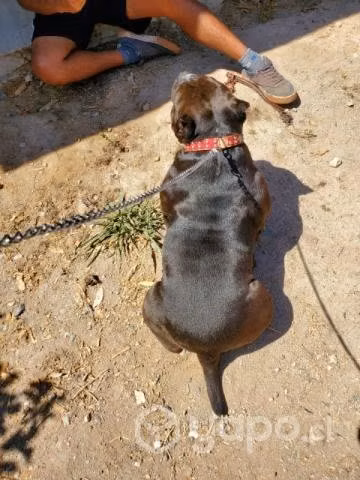 Perrita bully en adopción