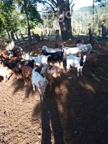 Chivas para cria