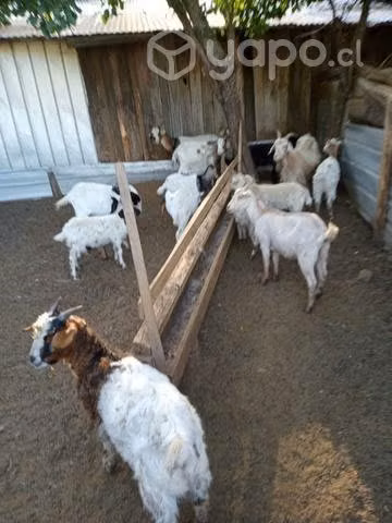 Chivas para cria - Imagen 2