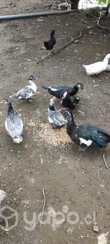 Patos