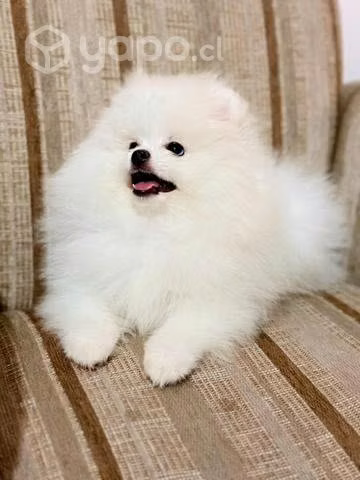 Pomerania Hembra inscrita Kcc