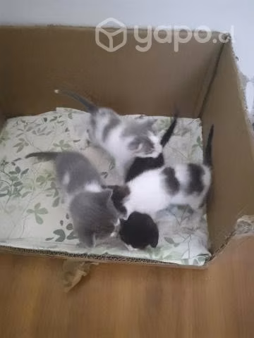 Regalo gatitos