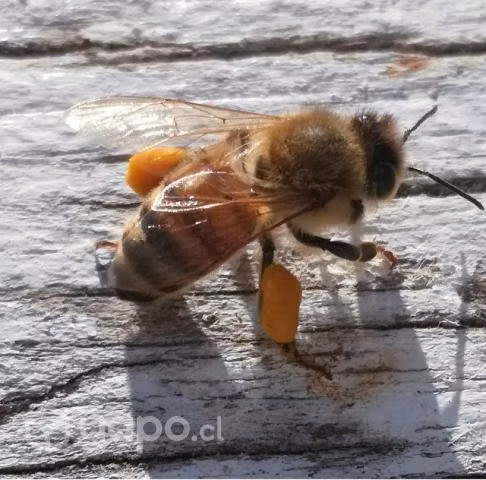 Colmenas de abejas