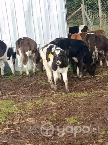 15 terneros