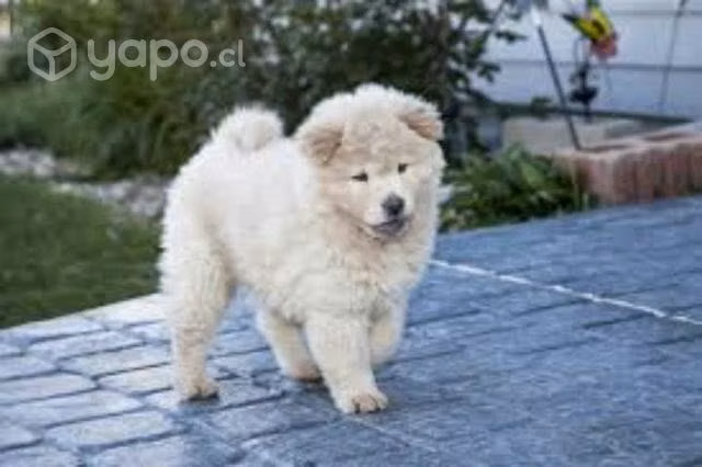 Busco cachorro raza show show