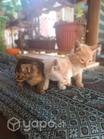 Se regalan gatitos