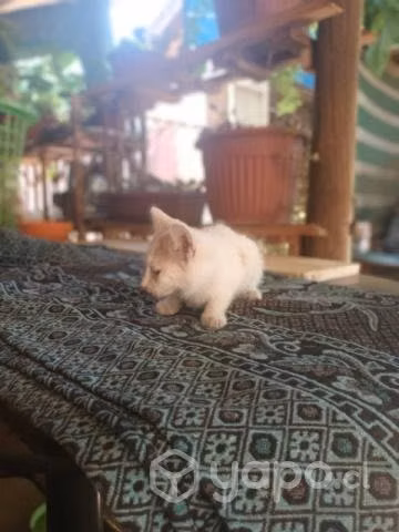 Se regalan gatitos - Imagen 6