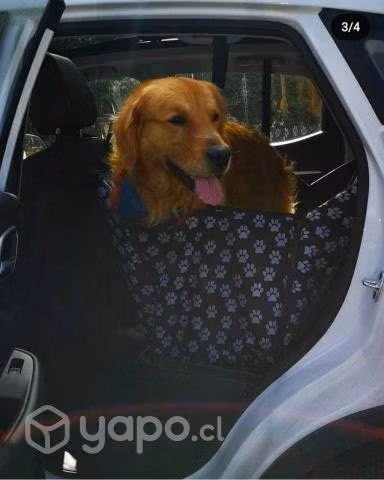 Ofrezco macho golden retriever