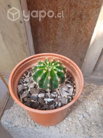 Plantas
