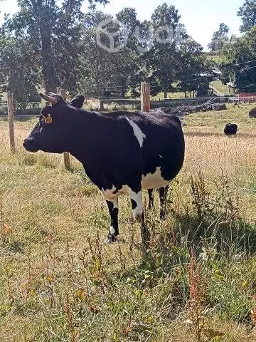 Vaca preñada