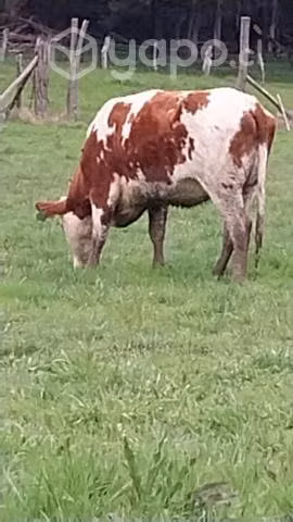 Vacas - Imagen 2