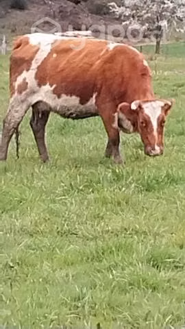 Vacas - Imagen 3
