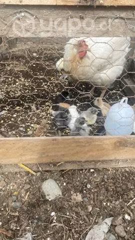 Pollitos y gallina