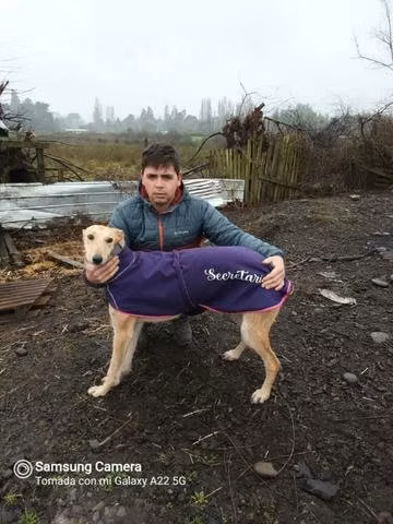 Patitas con estilo ropa de mascota