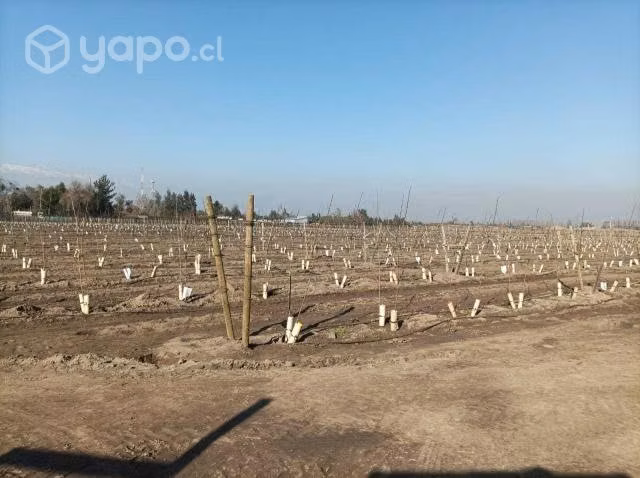 Protectores de Plantas