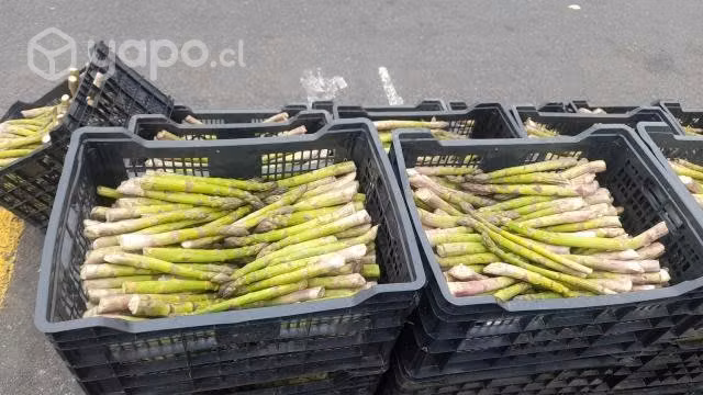 Esparragos