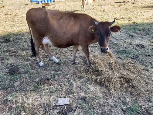 Vaquilla jersey - Imagen 2