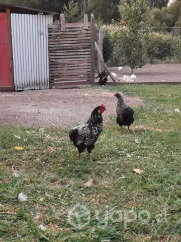 gallos colloncos, gallos sedosos