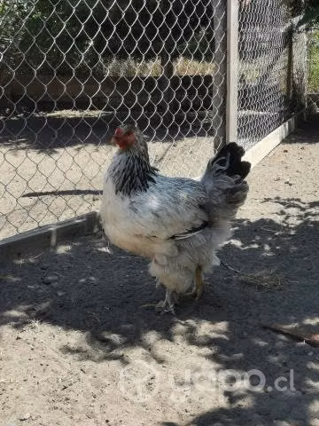 gallos colloncos, gallos sedosos