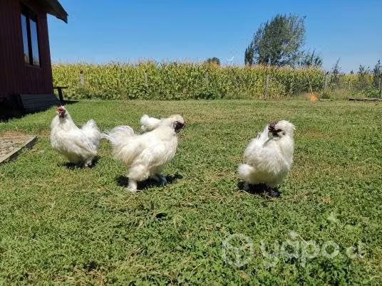 gallos colloncos, gallos sedosos