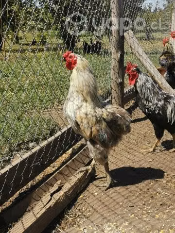 gallos colloncos, gallos sedosos