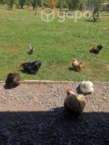 gallos colloncos, gallos sedosos