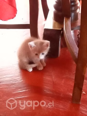 Se regalan gatitas