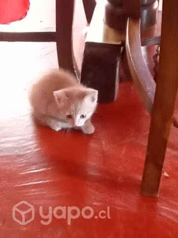 Se regalan gatitas