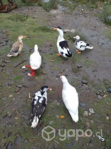 6 patos mudos y gritones